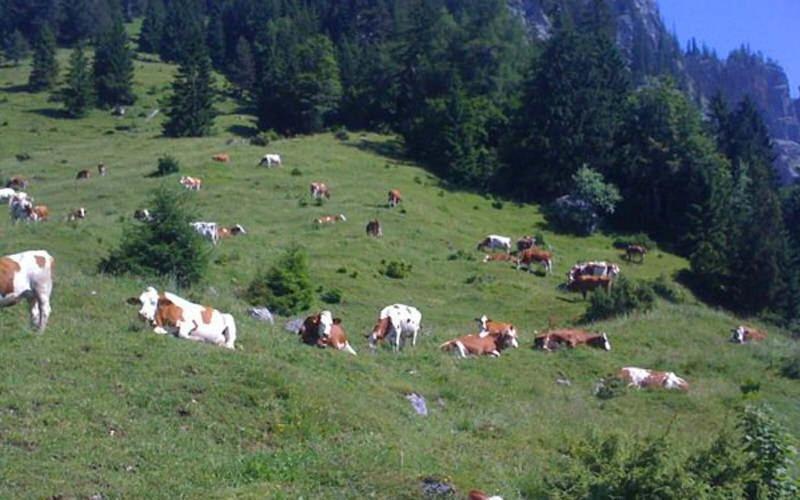Gasthof Pension Alpenblick Radfeld 외부 사진